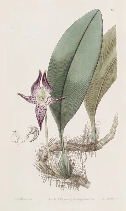 Large Flowered Bolbophyllum Wall Art by Sydenham Edwards - High-Resolution Digital Print