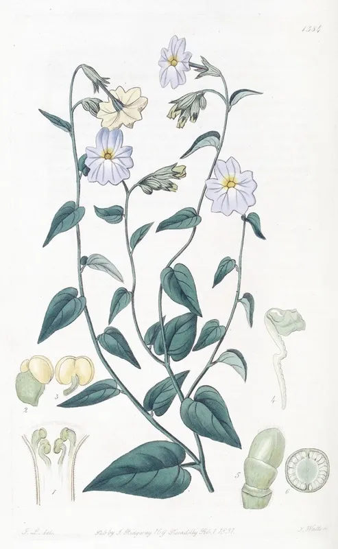 Large Flowered Browallia Wall Art by Sydenham Edwards - High-Resolution Digital Print