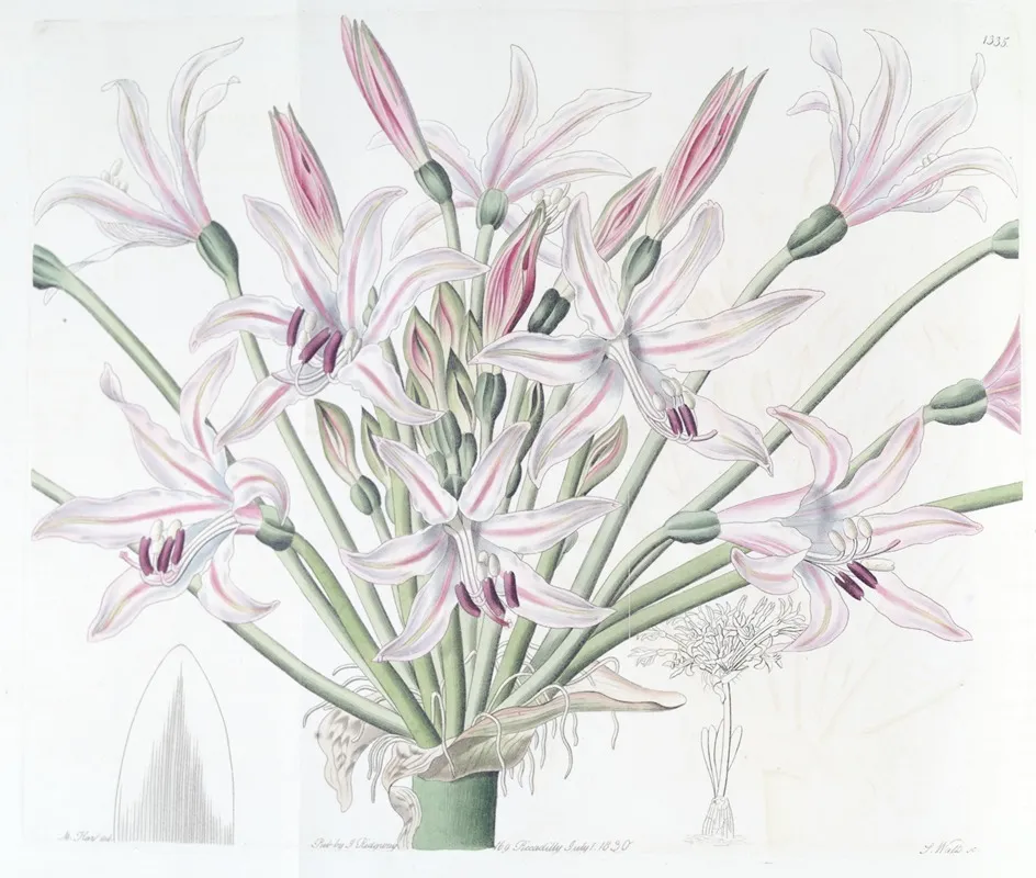 Large Flowered Brunsvigia Wall Art by Sydenham Edwards - High-Resolution Digital Print