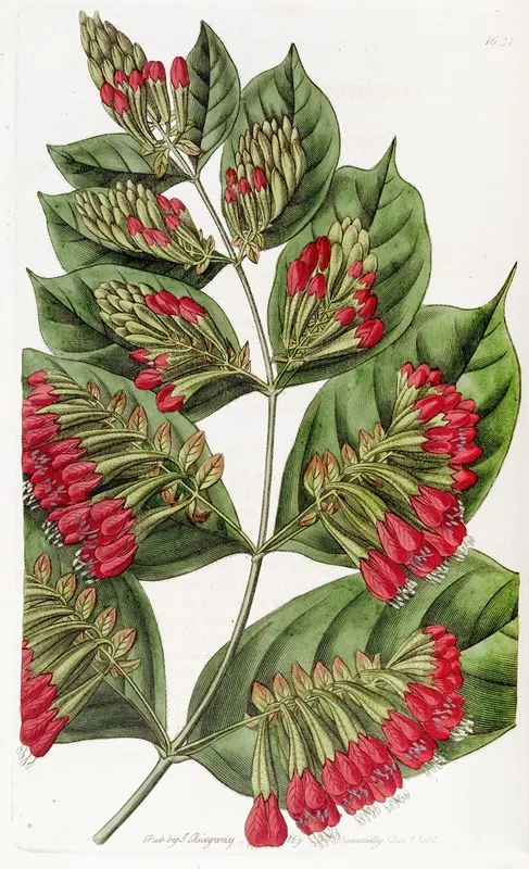 Large Flowered Combretum Wall Art by Sydenham Edwards - High-Resolution Digital Print