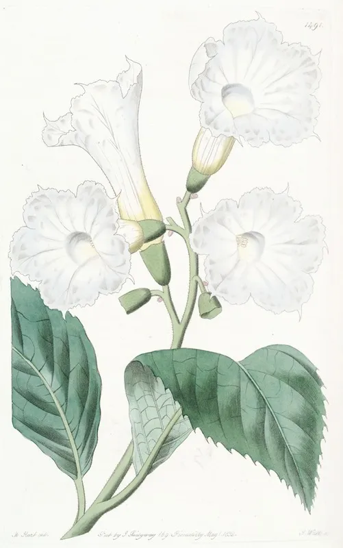 Large Flowered Cordia Wall Art by Sydenham Edwards - High-Resolution Digital Print