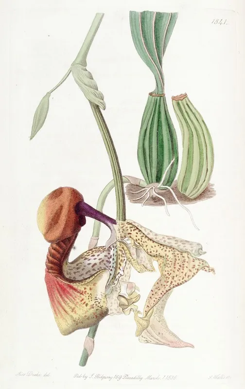 Large Flowered Coryanthes Wall Art by Sydenham Edwards - High-Resolution Digital Print