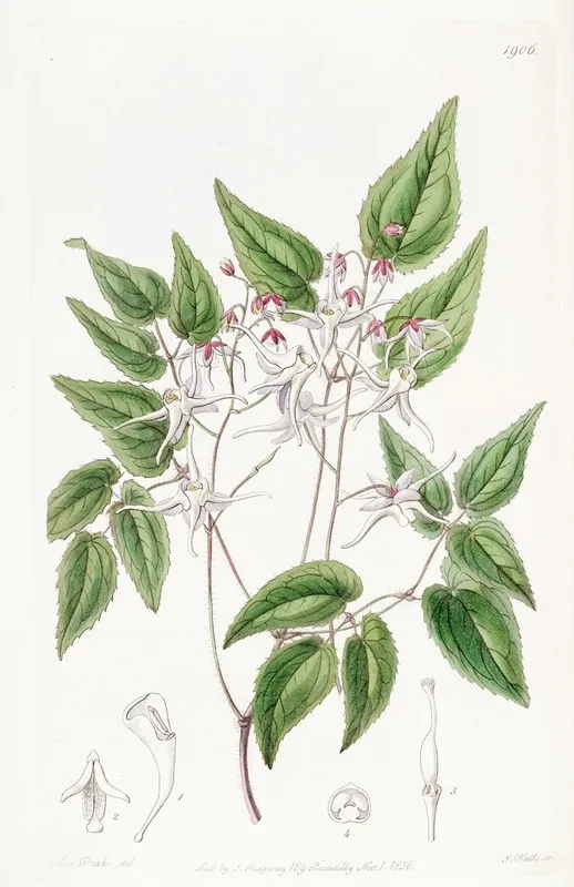 Large Flowered Epimedium Wall Art by Sydenham Edwards - High-Resolution Digital Print