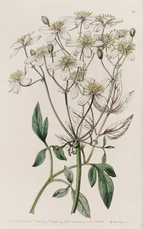 Large Flowered Erect Clematis Wall Art by Sydenham Edwards - High-Resolution Digital Print