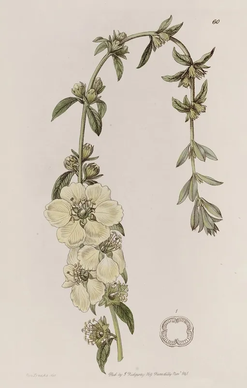 Large Flowered Heimia Wall Art by Sydenham Edwards - High-Resolution Digital Print