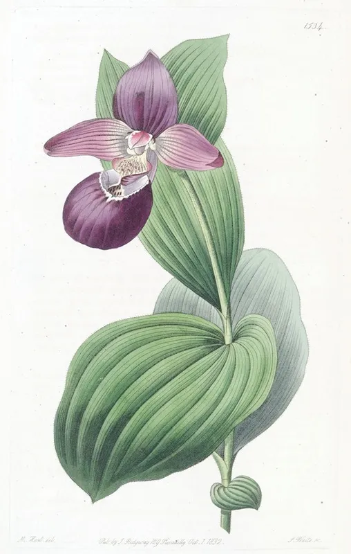 Large Flowered Ladys Slipper Wall Art by Sydenham Edwards - High-Resolution Digital Print