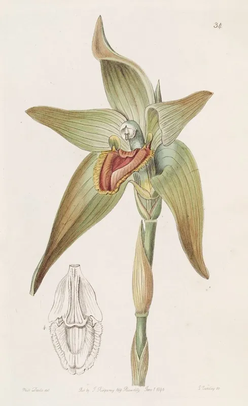 Large Flowered Lycaste Wall Art by Sydenham Edwards - High-Resolution Digital Print