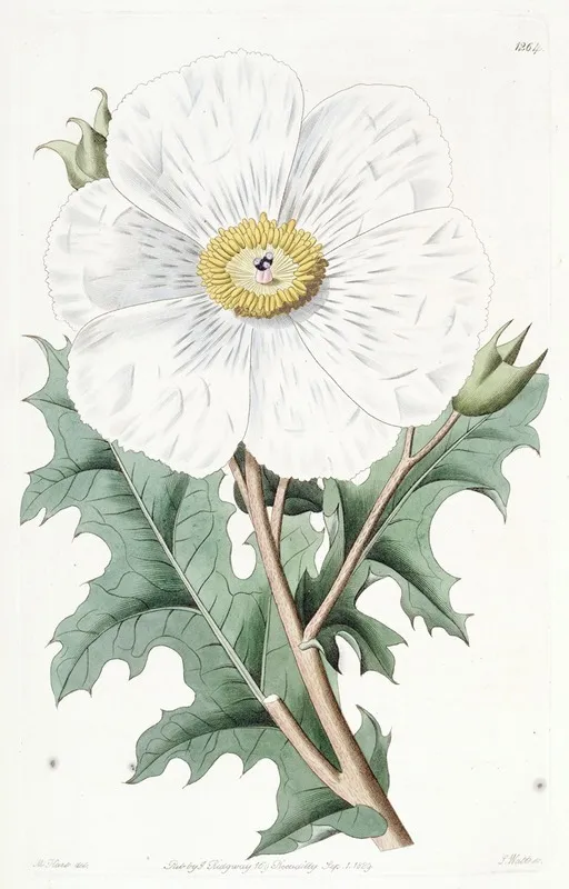 Large Flowered Mexican Poppy Wall Art by Sydenham Edwards - High-Resolution Digital Print