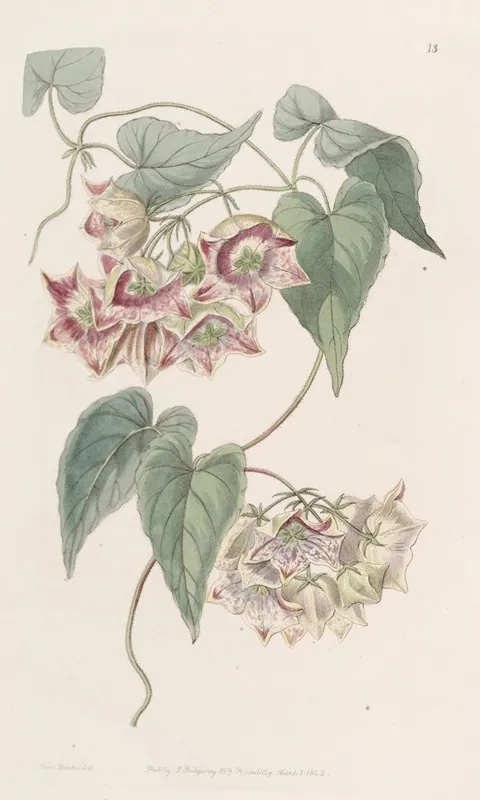 Large Flowered Philibertia Wall Art by Sydenham Edwards - High-Resolution Digital Print