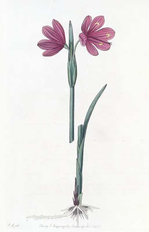 Large Flowered Sisyrinchium Wall Art by Sydenham Edwards - High-Resolution Digital Print