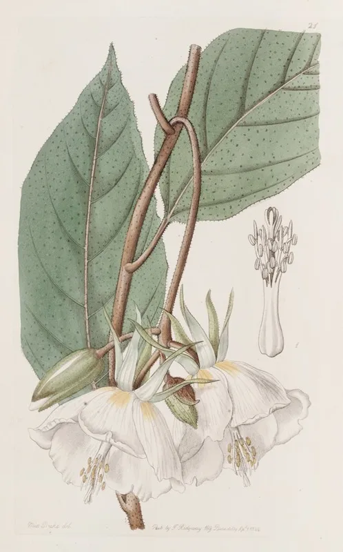 Large Flowered Trochetia Wall Art by Sydenham Edwards - High-Resolution Digital Print