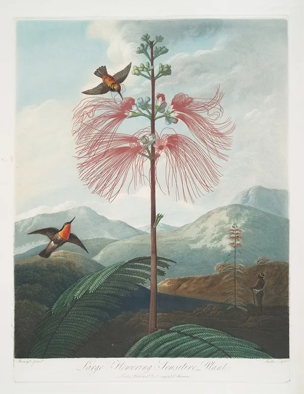 Large Flowering Sensitive Plant 2 Wall Art by Robert John Thornton - High-Resolution Digital Print