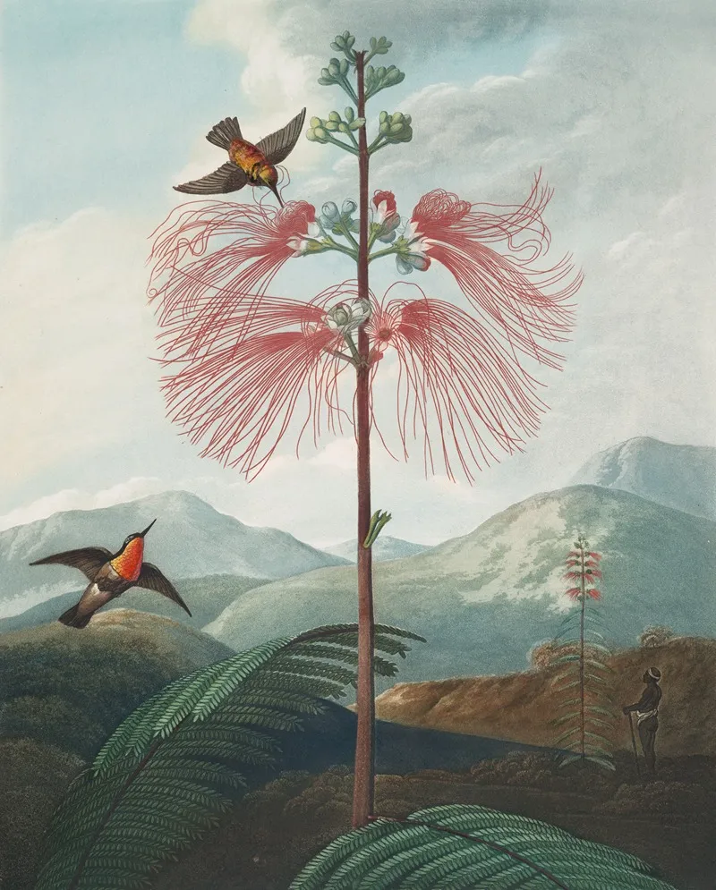 Large Flowering Sensitive Plant Wall Art by Robert John Thornton - High-Resolution Digital Print