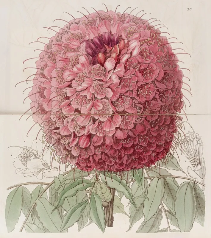Large Headed Brownaea Wall Art by Sydenham Edwards - High-Resolution Digital Print
