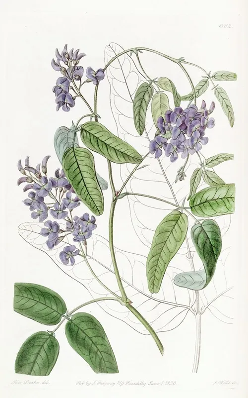 Large Leaved Kennedya Wall Art by Sydenham Edwards - High-Resolution Digital Print