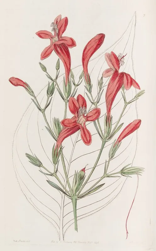 Large Leaved Ruellia Wall Art by Sydenham Edwards - High-Resolution Digital Print