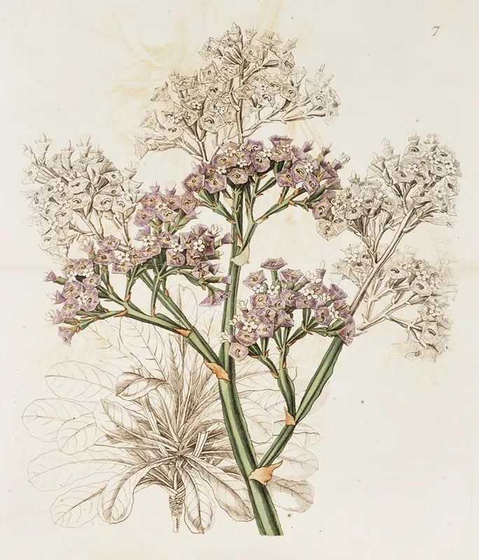 Large Leaved Sea Lavender Wall Art by Sydenham Edwards - High-Resolution Digital Print