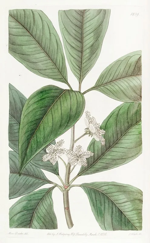 Large Leaved Tristania Wall Art by Sydenham Edwards - High-Resolution Digital Print