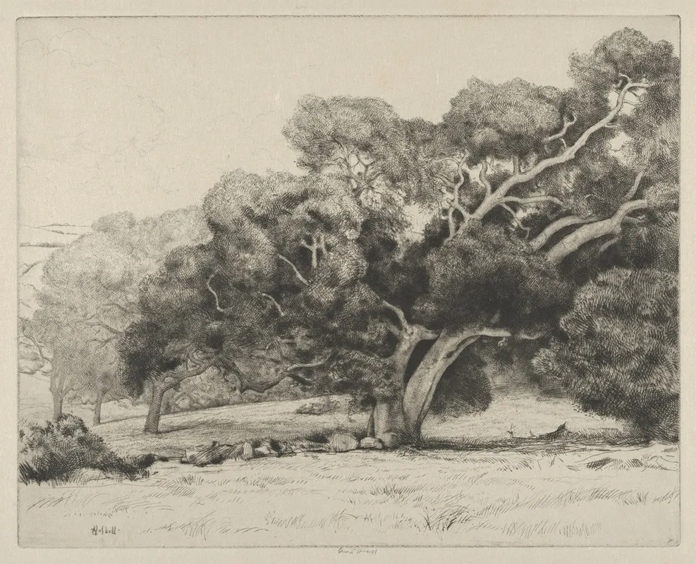 Large Live Oak