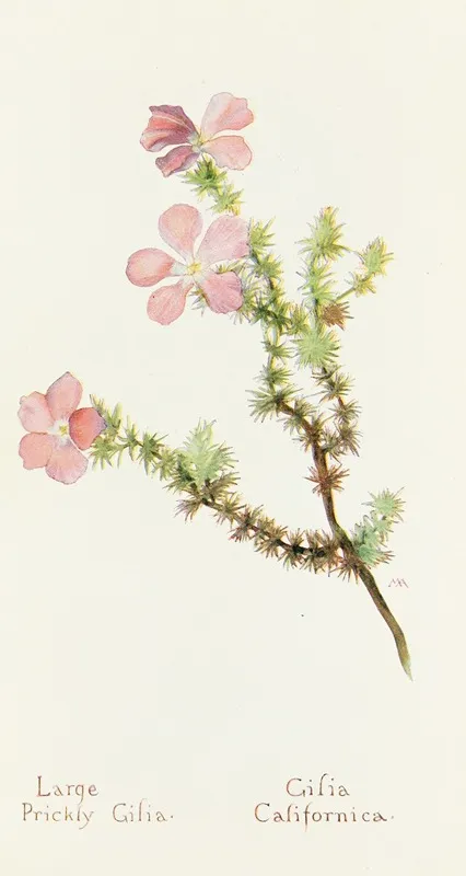 Large Prickly Gilia Wall Art by Margaret Armstrong - High-Resolution Digital Print