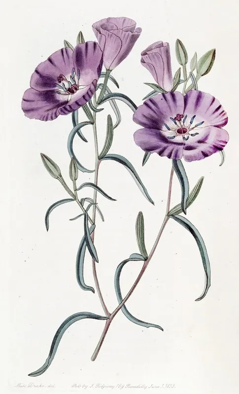 Large Purple Chilian Evening Primrose Wall Art by Sydenham Edwards - High-Resolution Digital Print
