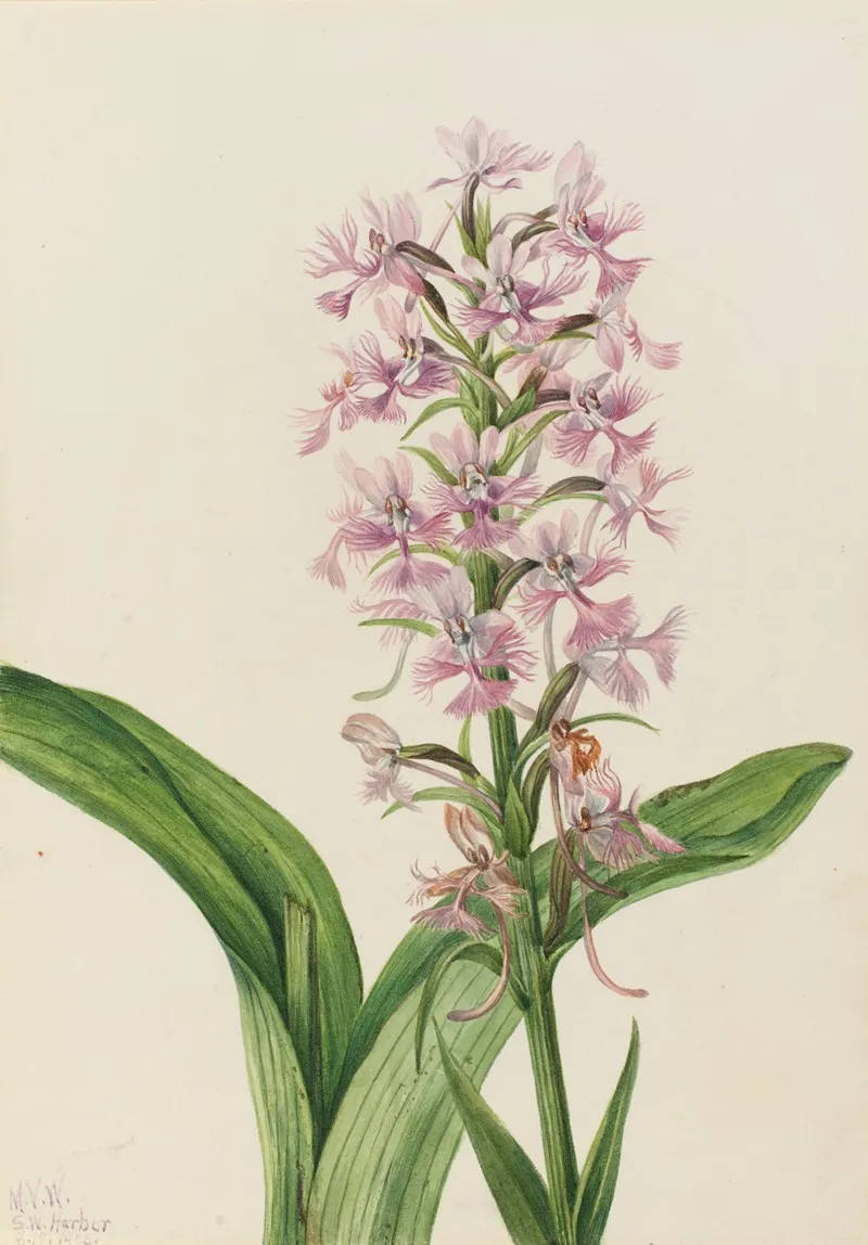 Large Purple Fringe Orchid Habenaria Grandiflora 2