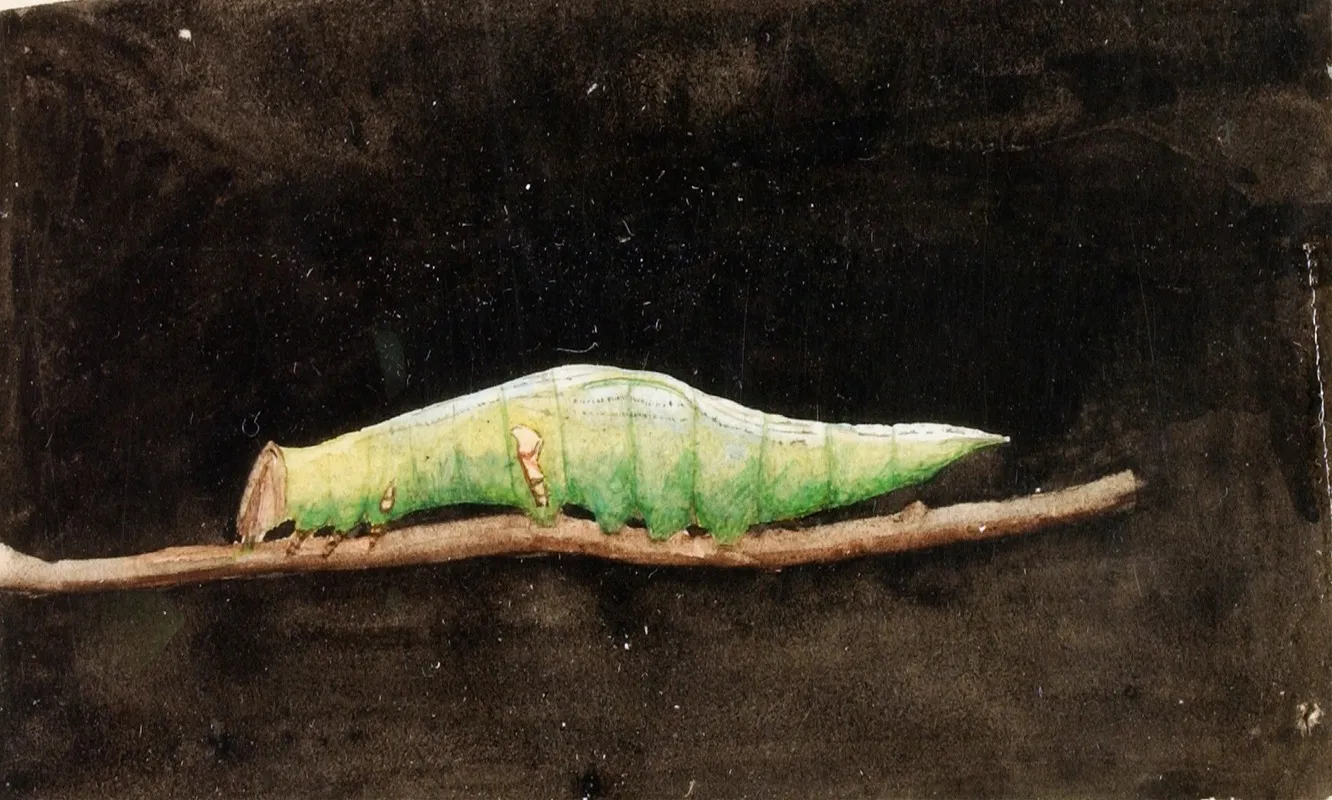 Larger Spotted Beach Leaf Edge Caterpillar Study For Book Concealing Coloration In The Animal Kingdom 2 Wall Art by Emma Beach Thayer - High-Resolution Digital Print