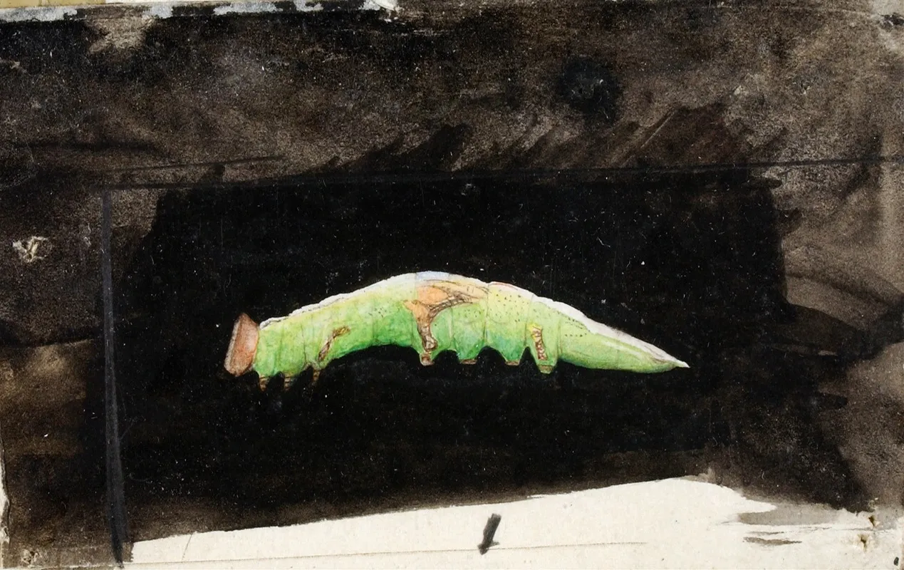 Larger Spotted Beach Leaf Edge Caterpillar Study For Book Concealing Coloration In The Animal Kingdom Wall Art by Emma Beach Thayer - High-Resolution Digital Print