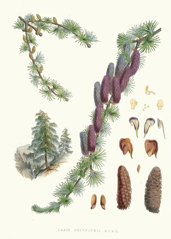 Larix Griffithii H F And T Wall Art by Walter Hood Fitch - High-Resolution Digital Print