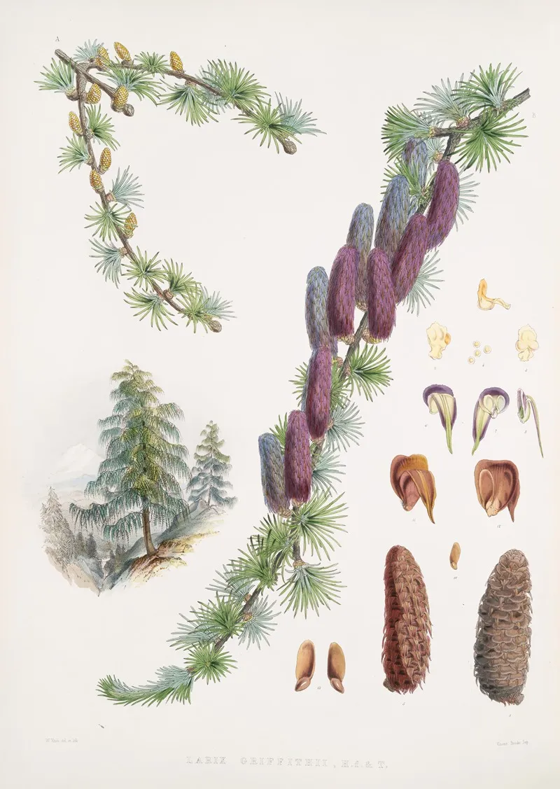 Larix Griffithii H F T Wall Art by Walter Hood Fitch - High-Resolution Digital Print