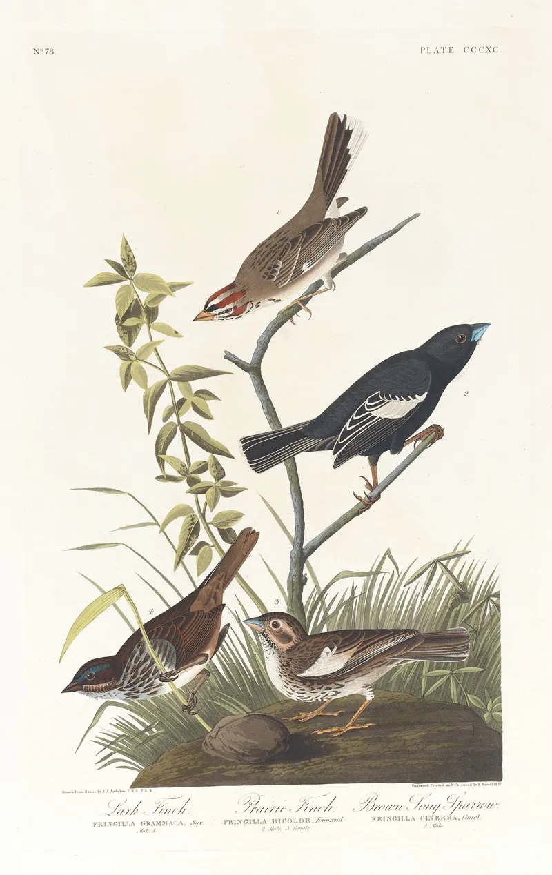 Lark Finch Prairie Finch Brown Song Sparrow Wall Art by John James Audubon - High-Resolution Digital Print