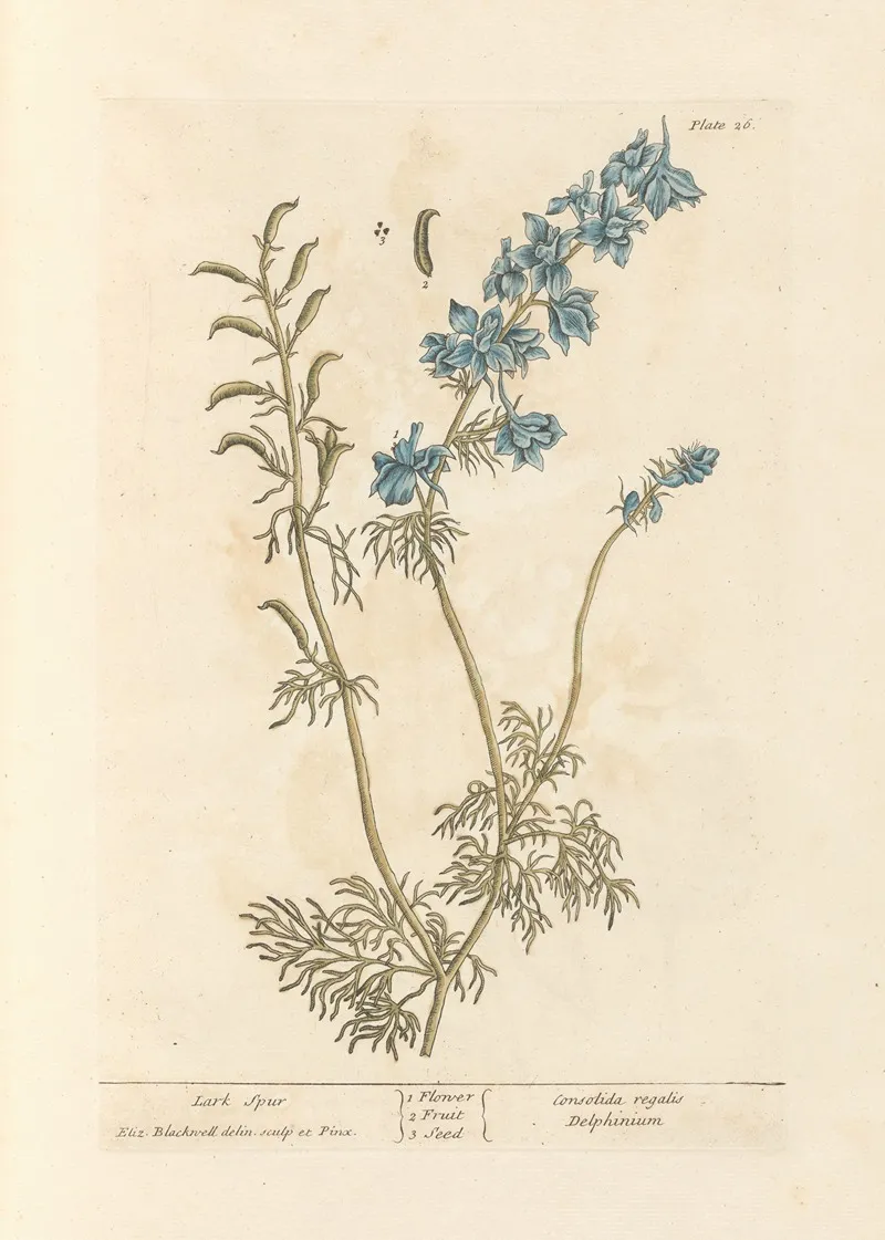 Lark Spur Wall Art by Elizabeth Blackwell - High-Resolution Digital Print