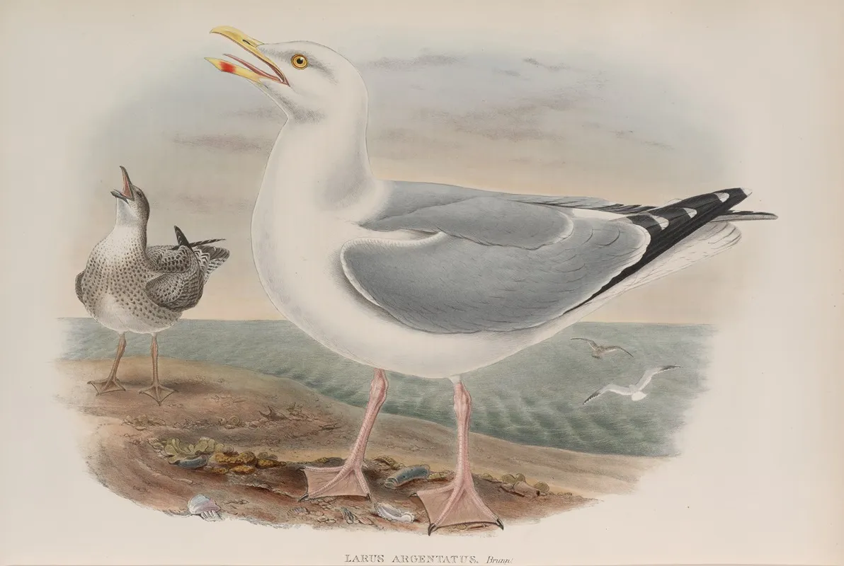 Larus Argentatus Herring Gull Wall Art by John Gould - High-Resolution Digital Print