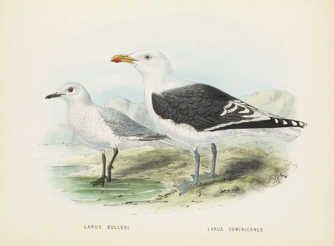 Larus Bulleri And Larus Dominicanus Wall Art by John Gerrard Keulemans - High-Resolution Digital Print