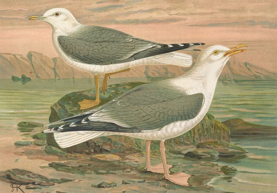 Larus Canus Larus Argentatus Brunn 2 Wall Art by Johann Friedrich Naumann - High-Resolution Digital Print