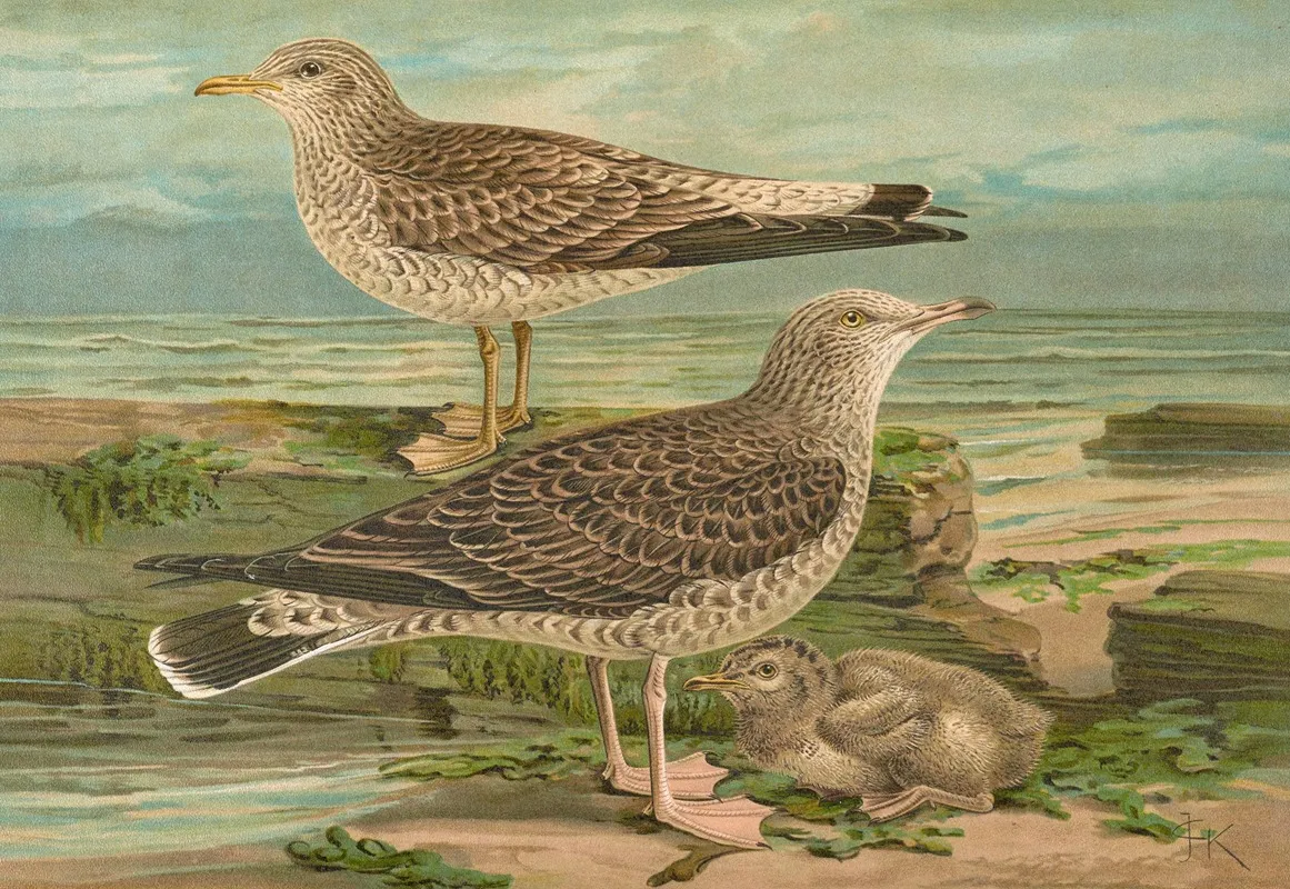 Larus Canus Larus Argentatus Brunn Wall Art by Johann Friedrich Naumann - High-Resolution Digital Print