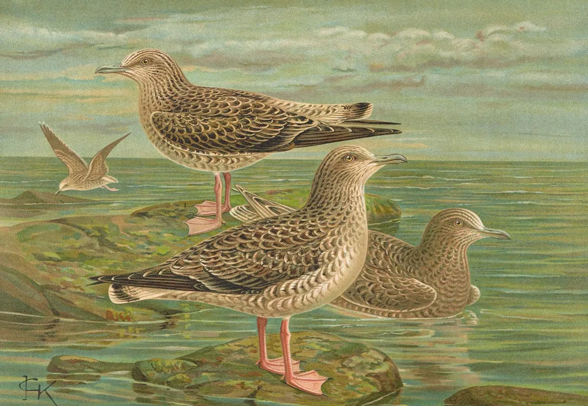 Larus Fuscus Larus Marinus Larus Glaucus Brunn 2 Wall Art by Johann Friedrich Naumann - High-Resolution Digital Print