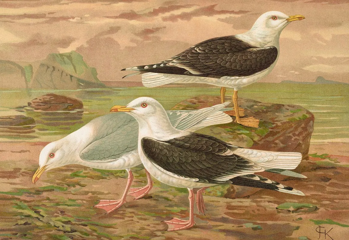 Larus Fuscus Larus Marinus Larus Glaucus Brunn 3 Wall Art by Johann Friedrich Naumann - High-Resolution Digital Print
