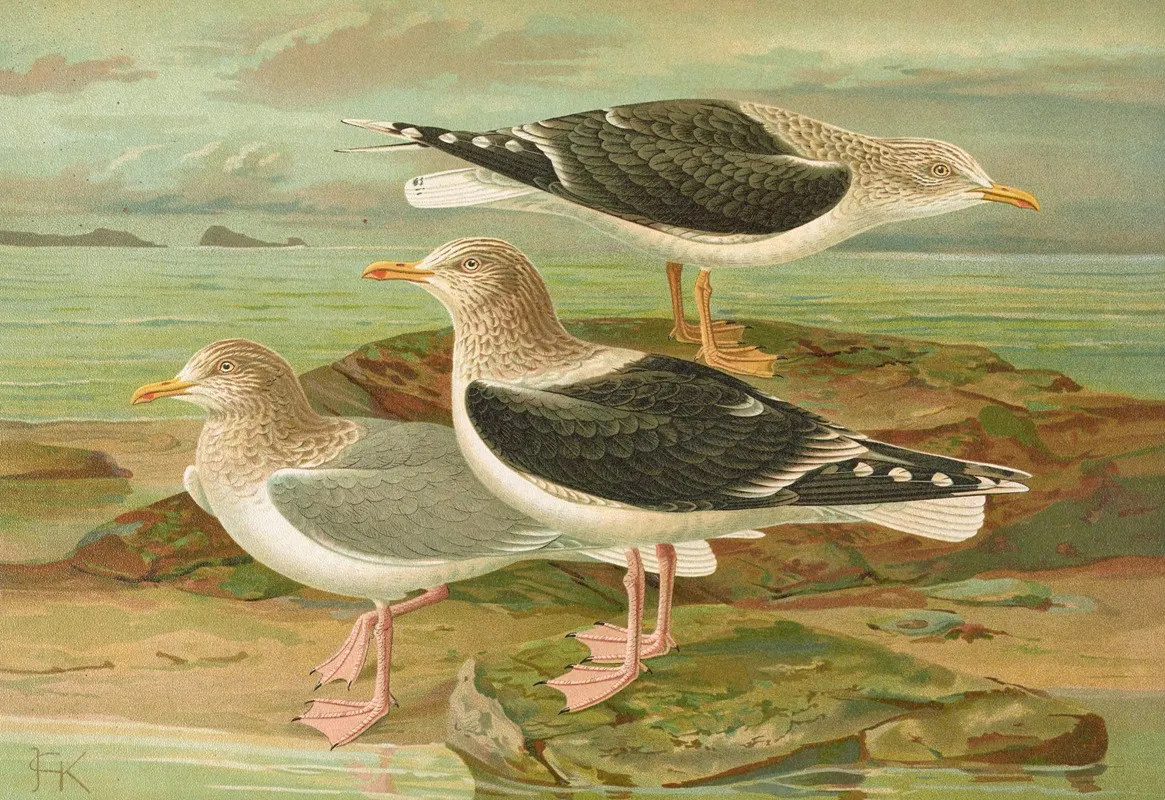 Larus Fuscus Larus Marinus Larus Glaucus Brunn Wall Art by Johann Friedrich Naumann - High-Resolution Digital Print