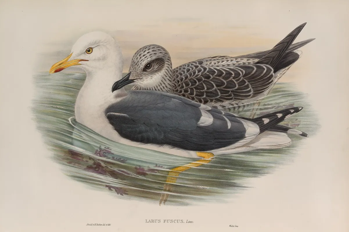 Larus Fuscus Lesser Black Backed Gull Wall Art by John Gould - High-Resolution Digital Print