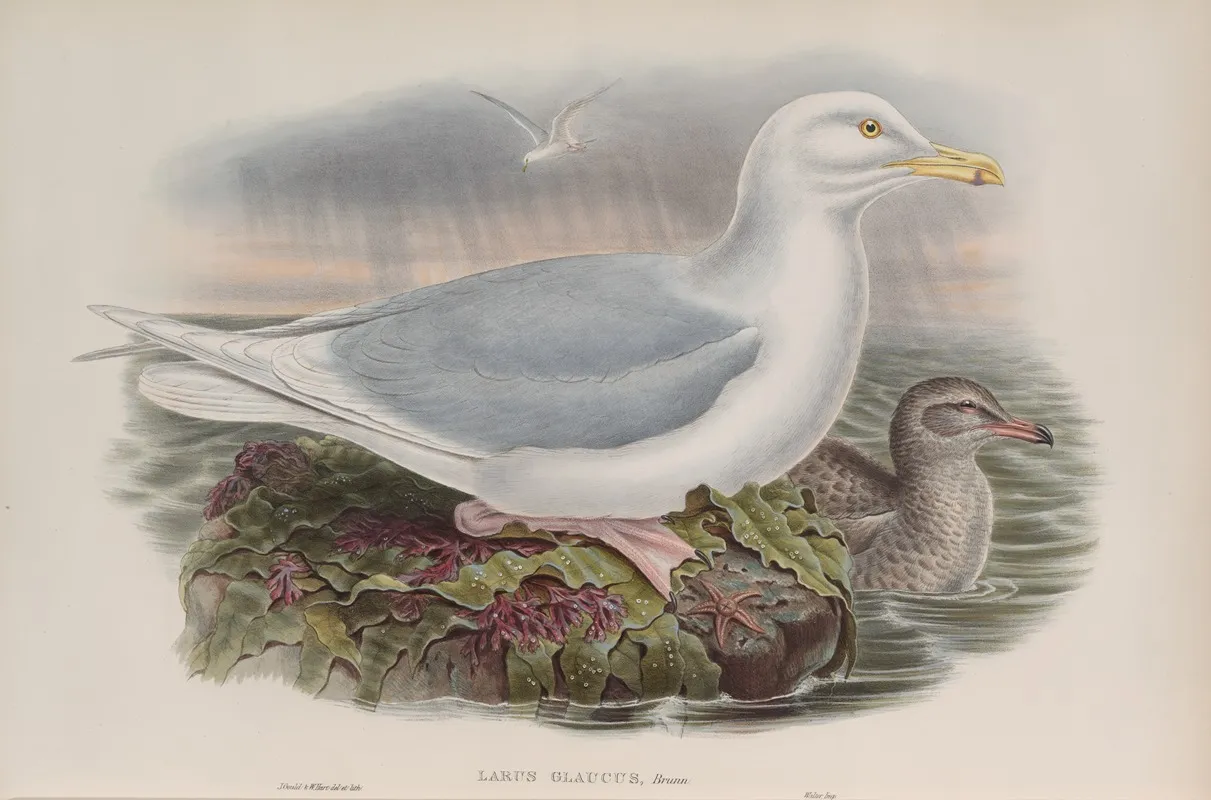 Larus Glaucus Glaucous Gull Wall Art by John Gould - High-Resolution Digital Print
