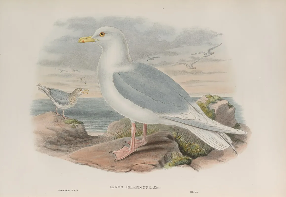 Larus Islandicus Iceland Gull Wall Art by John Gould - High-Resolution Digital Print