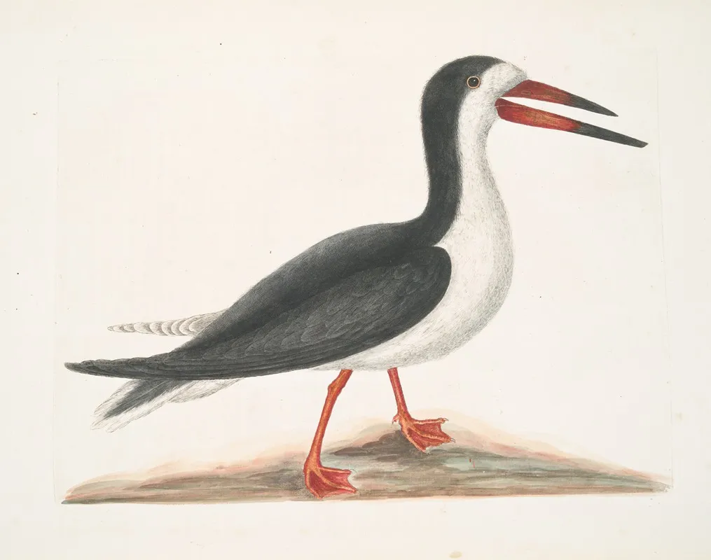 Larus Major The Cut Water Wall Art by Mark Catesby - High-Resolution Digital Print