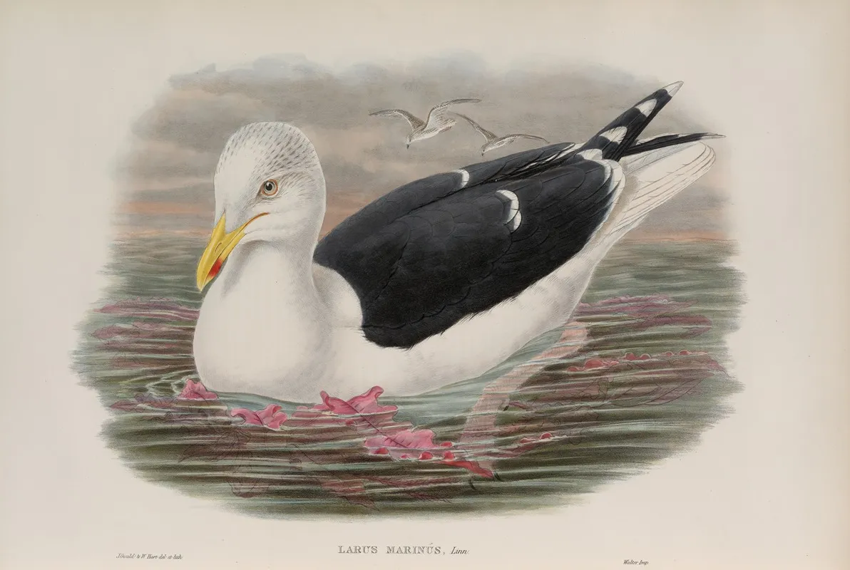 Larus Marinus Great Black Backed Gull Wall Art by John Gould - High-Resolution Digital Print