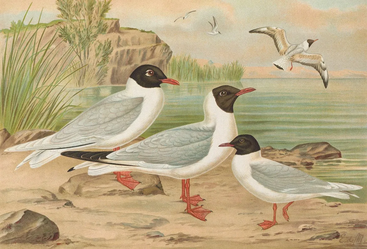 Larus Minutus Pall Larus Ridibundus Larus Melanocephalus Natt Larus Minutus Pall Wall Art by Johann Friedrich Naumann - High-Resolution Digital Print