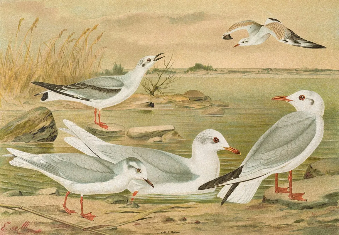 Larus Minutus Pall Larus Ridibundus Larus Melanocephalus Natt Larus Philadelphia Ord Wall Art by Johann Friedrich Naumann - High-Resolution Digital Print