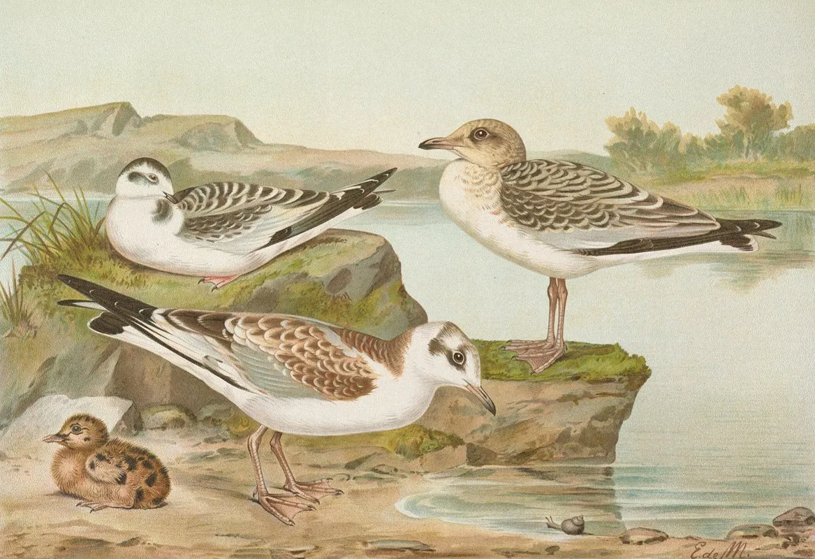 Larus Minutus Pall Larus Ridibunduslarus Melanocephalus Wall Art by Johann Friedrich Naumann - High-Resolution Digital Print