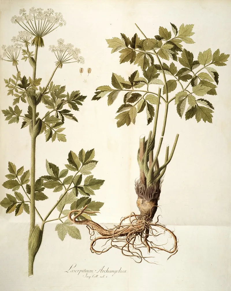 Laserpitium Archangelica Wall Art by Nikolaus Joseph Freiherr von Jacquin - High-Resolution Digital Print