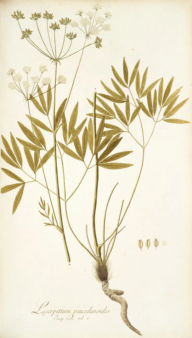 Laserpitium Peucedanoides Wall Art by Nikolaus Joseph Freiherr von Jacquin - High-Resolution Digital Print