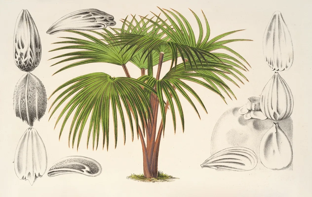 Latania Verschaffeltii Wall Art by Charles Antoine Lemaire - High-Resolution Digital Print